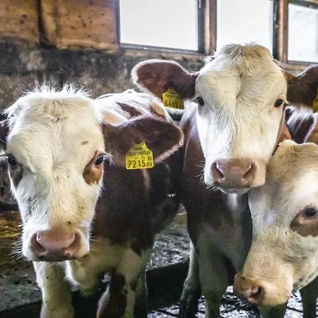 Erlachhof By Interhome Dom wakacyjny Niedernsill